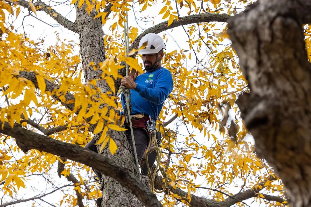 Skilled Storm Damage Cleanup crew working in Lewis