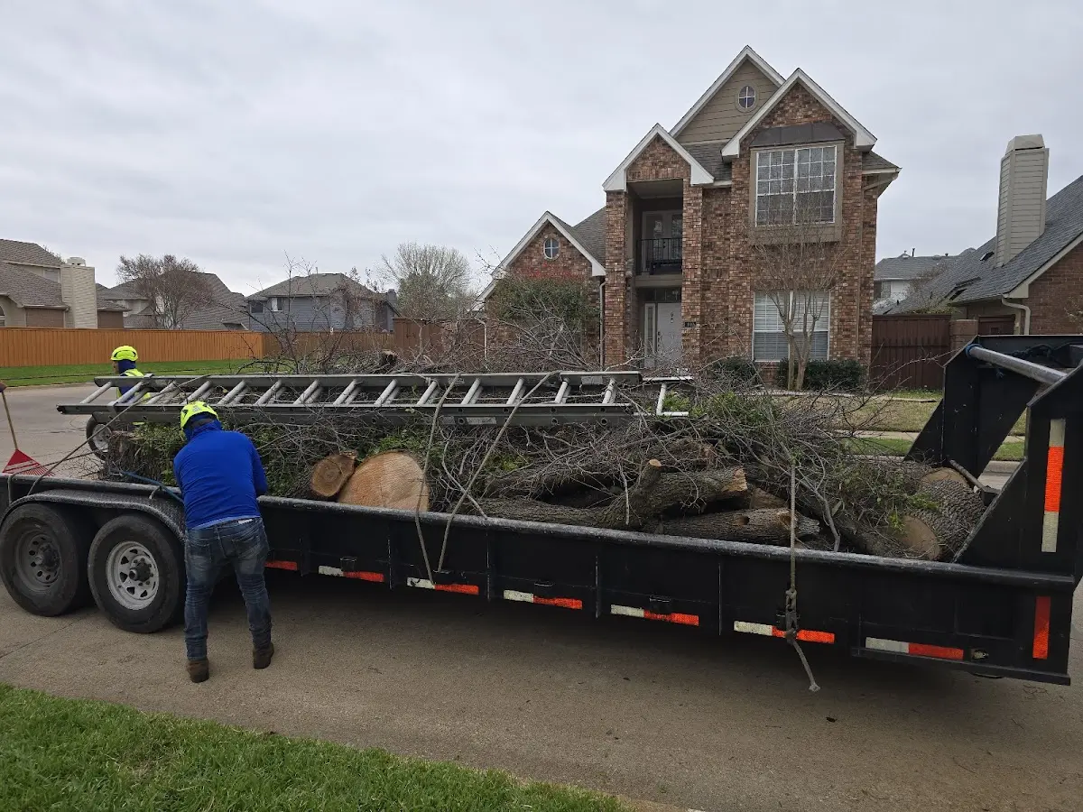 Expert Tree Pest Control with proper safety equipment in Lewis